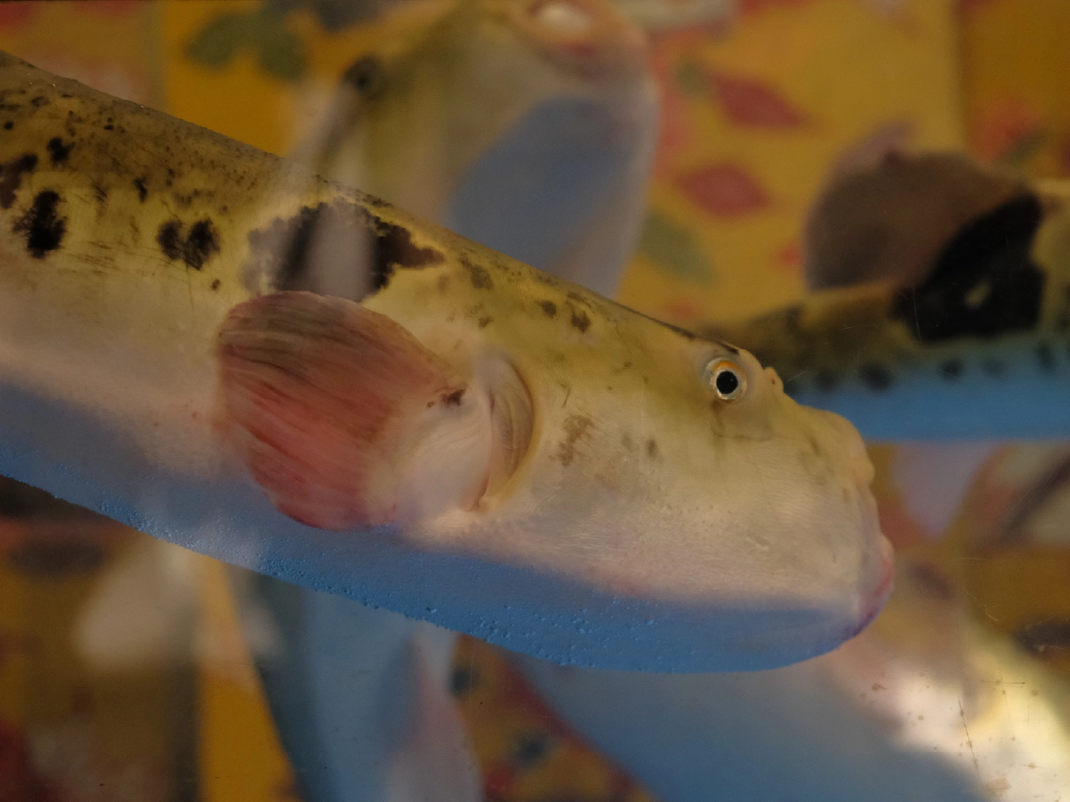 水槽のとらふぐ
